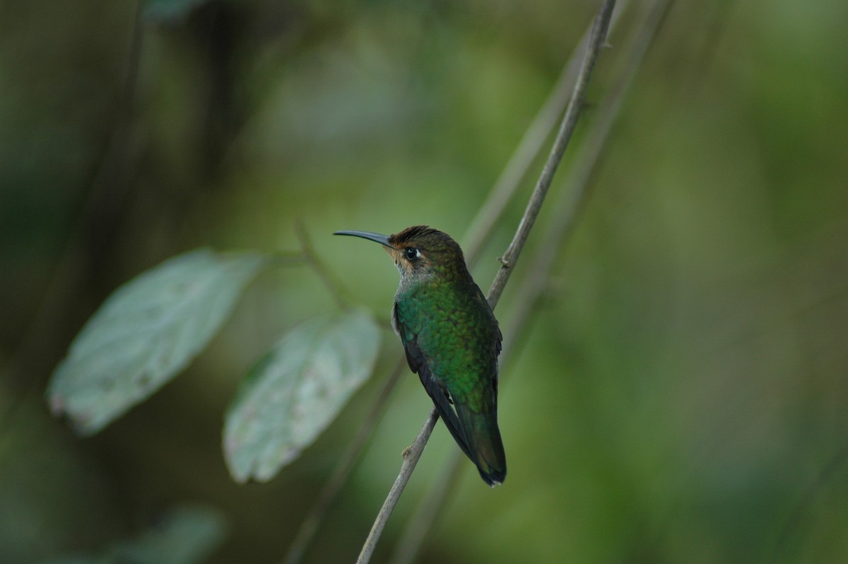 kolibřík zelenoprsý - ML617927035
