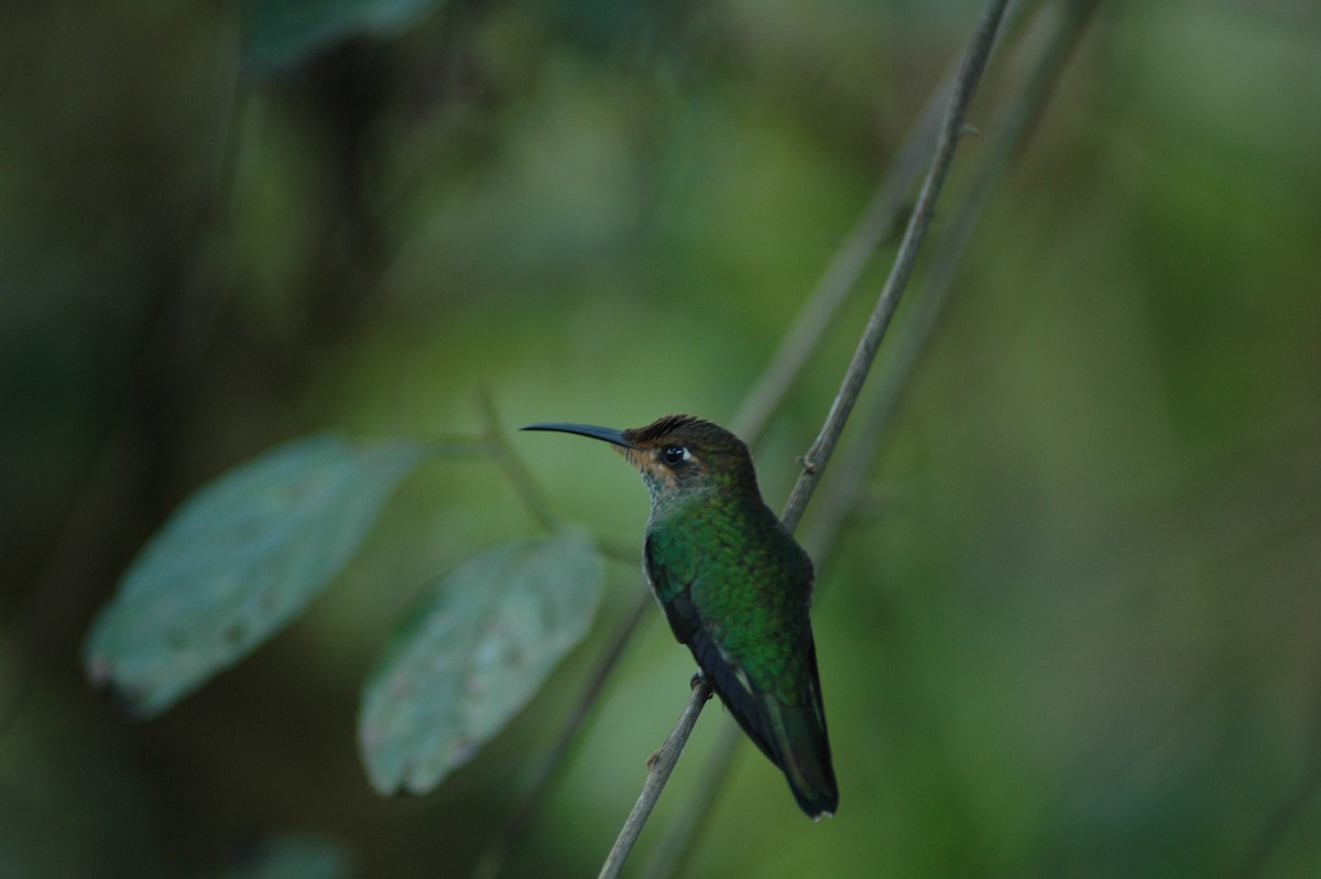 kolibřík zelenoprsý - ML617927036