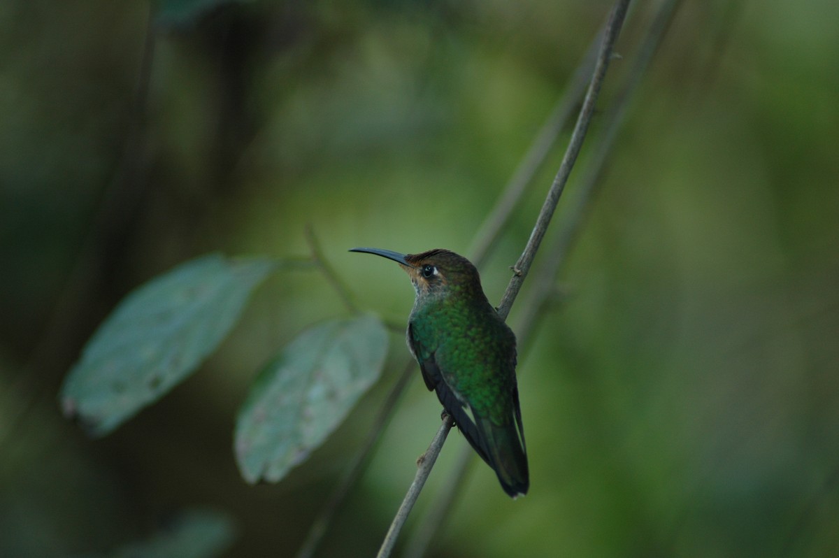 kolibřík zelenoprsý - ML617927037