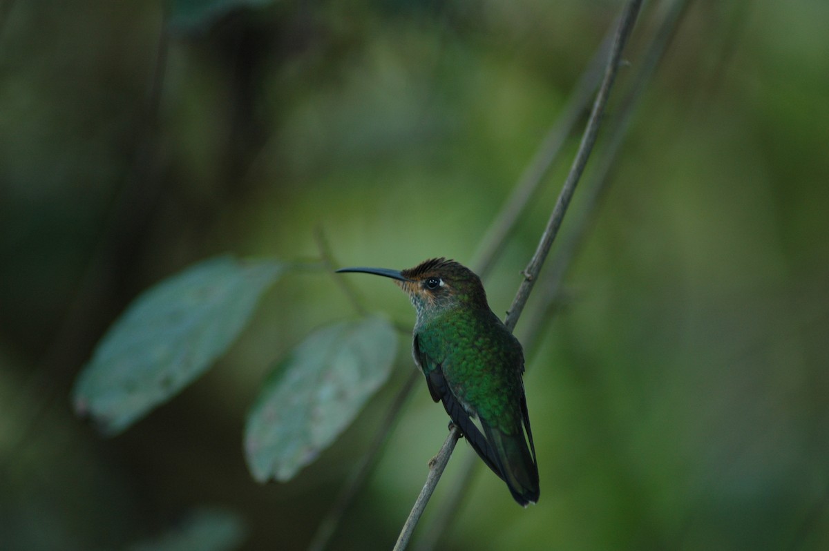 kolibřík zelenoprsý - ML617927038