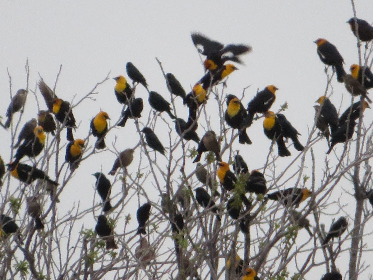 Yellow-headed Blackbird - ML617927040