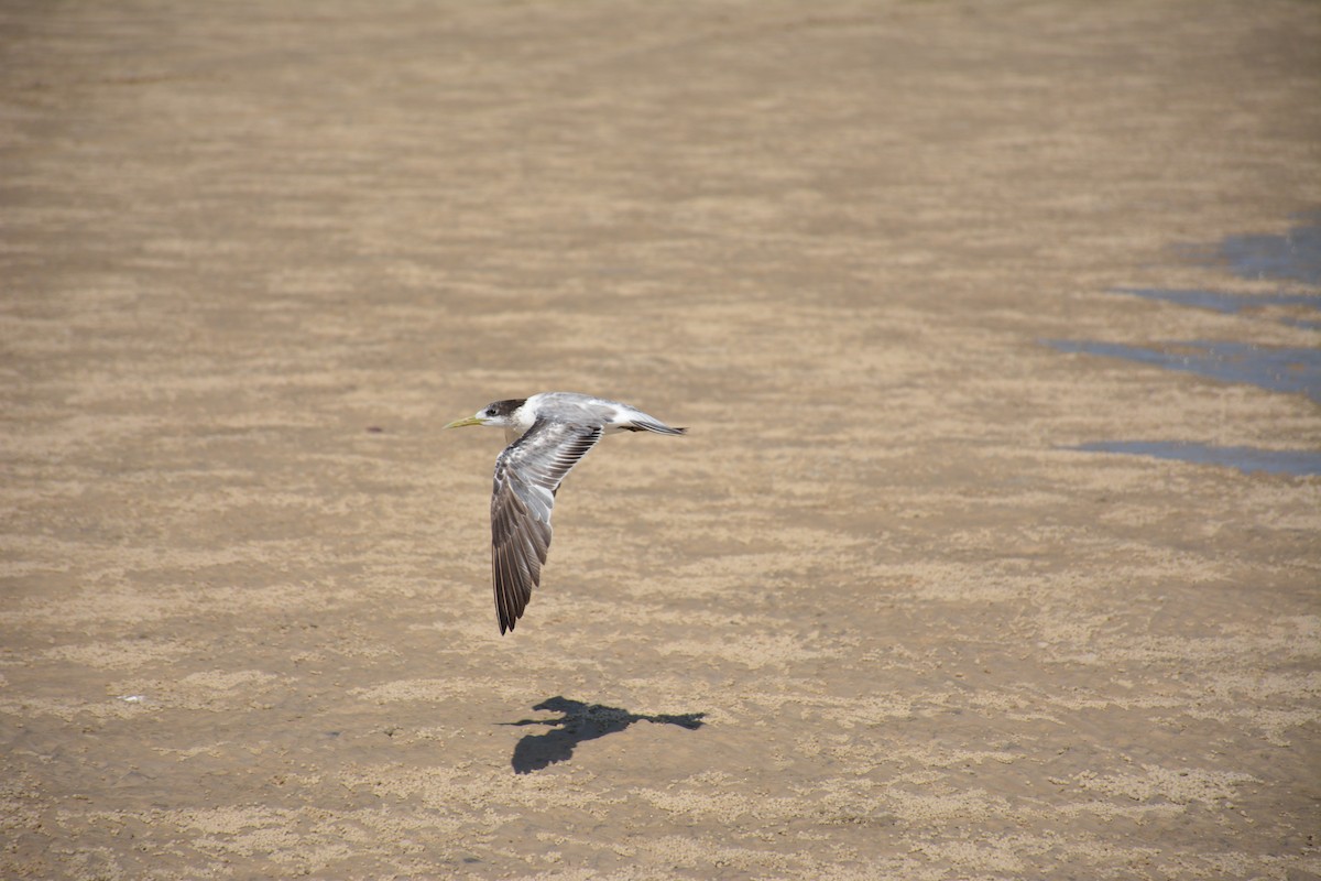 Great Crested Tern - ML617927056
