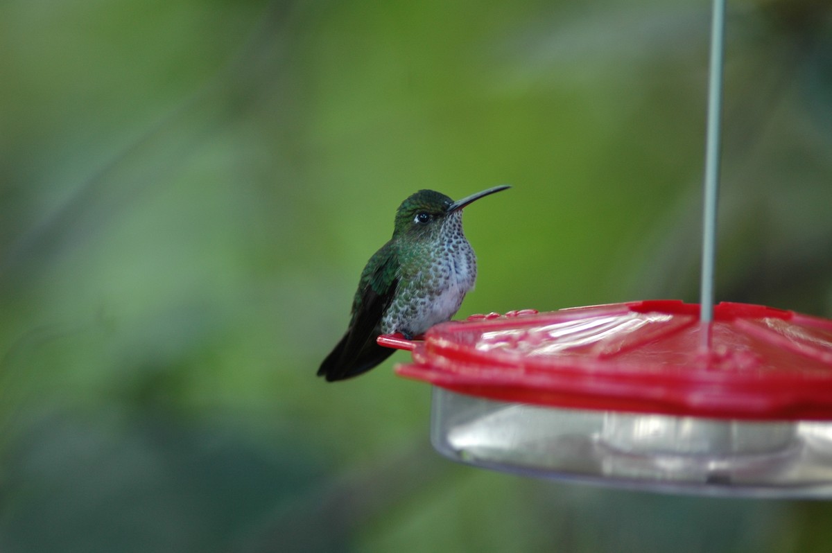 Many-spotted Hummingbird - ML617927115