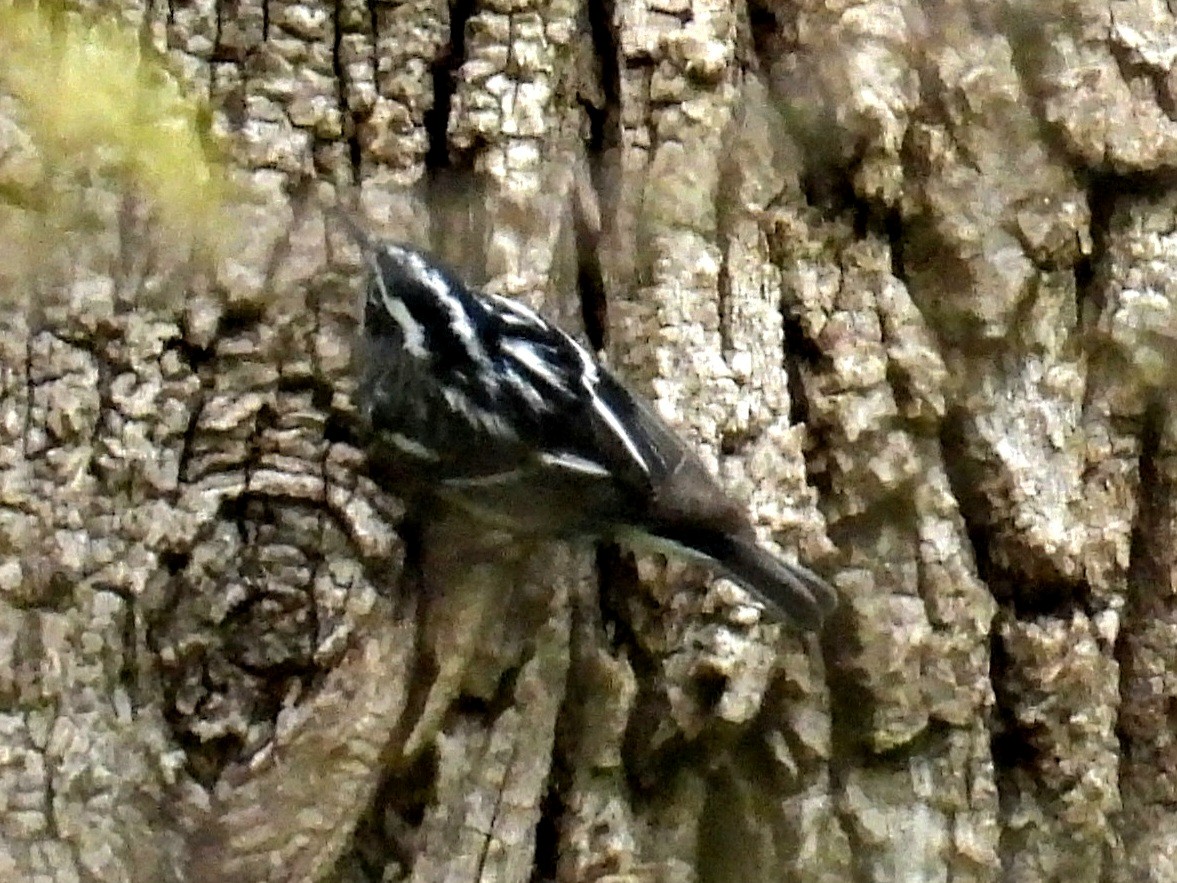 Black-and-white Warbler - ML617927167