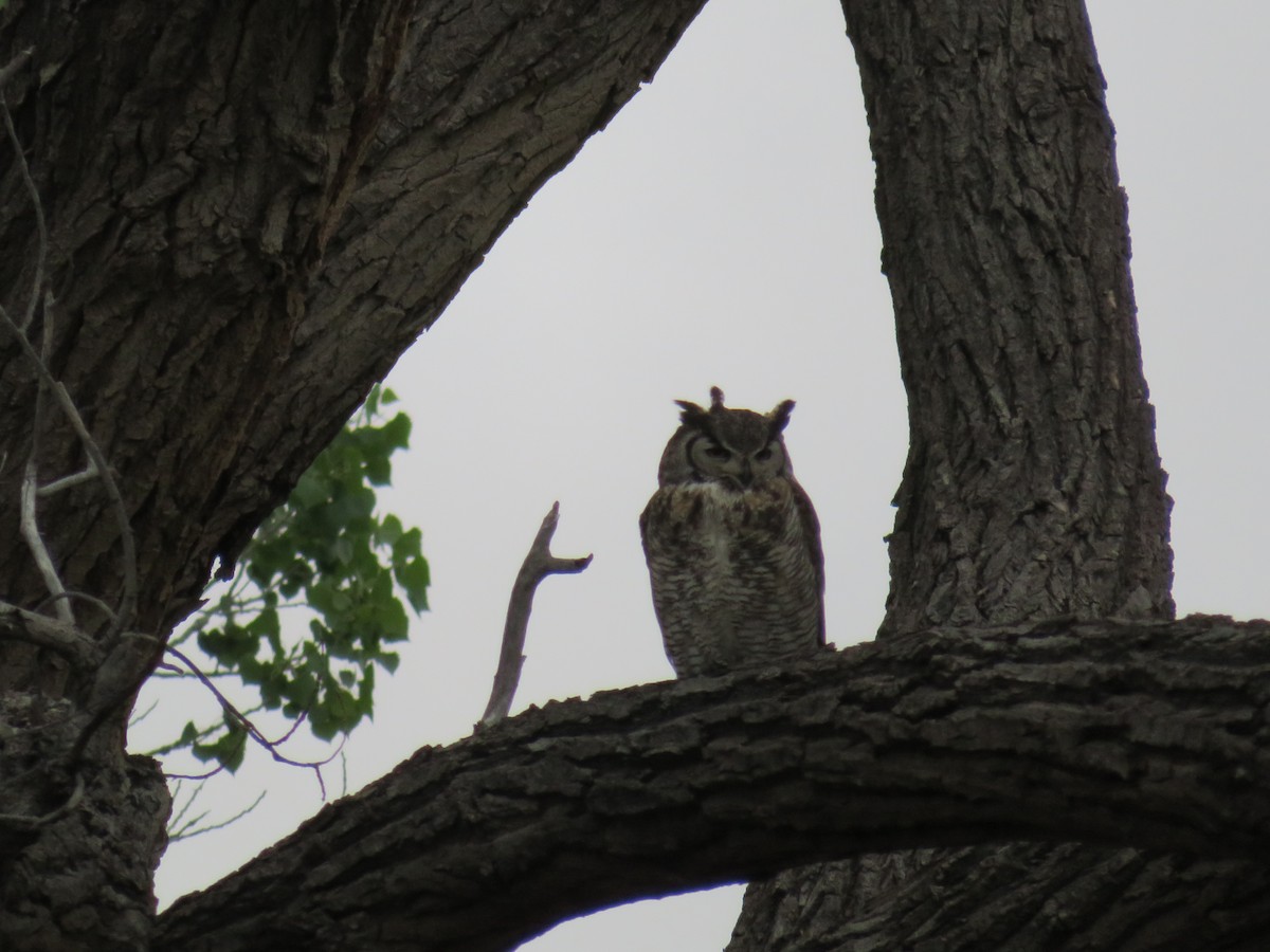 Great Horned Owl - ML617927192