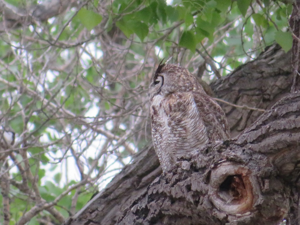 Great Horned Owl - ML617927193