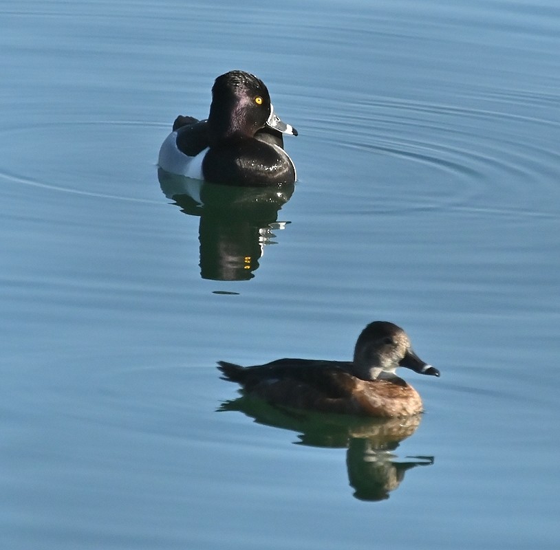Ring-necked Duck - ML617927195