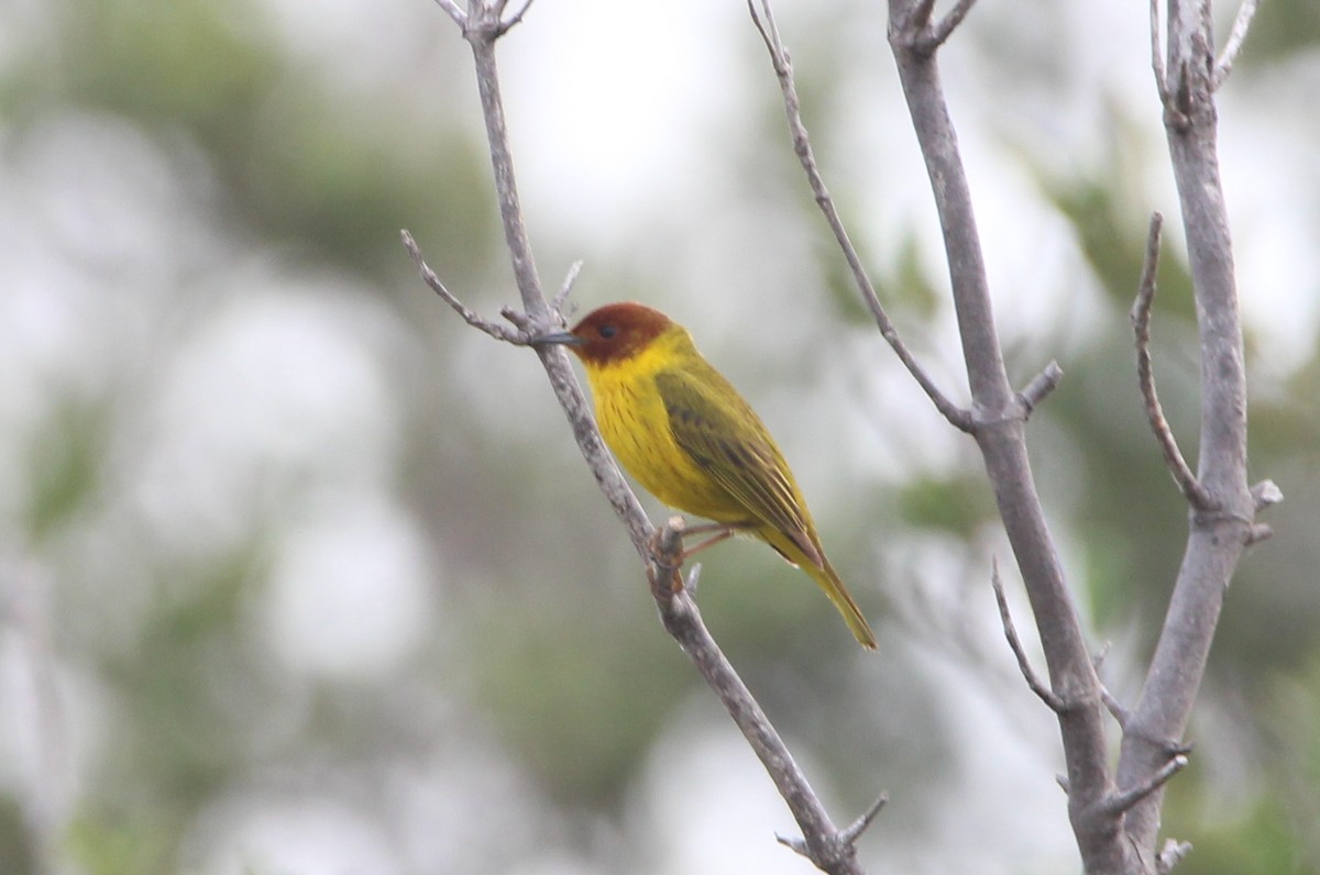 Yellow Warbler (Mangrove) - ML617927253