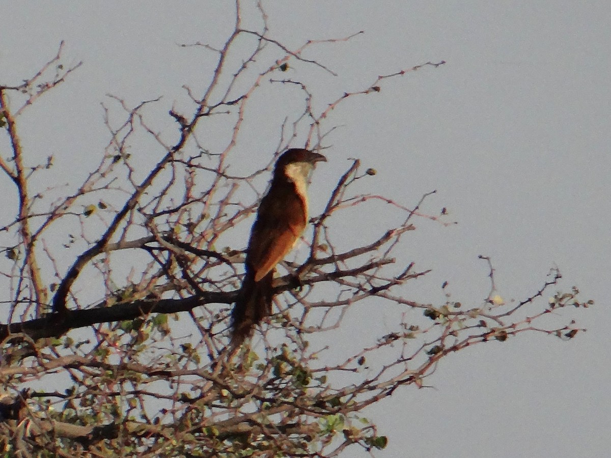 Coppery-tailed Coucal - ML617927264