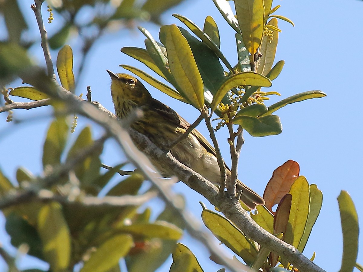 Cape May Warbler - ML617927265