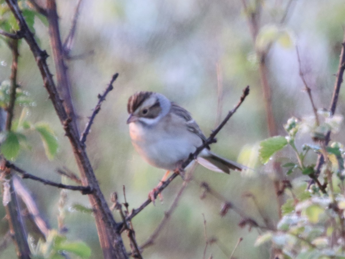 Clay-colored Sparrow - ML617927278