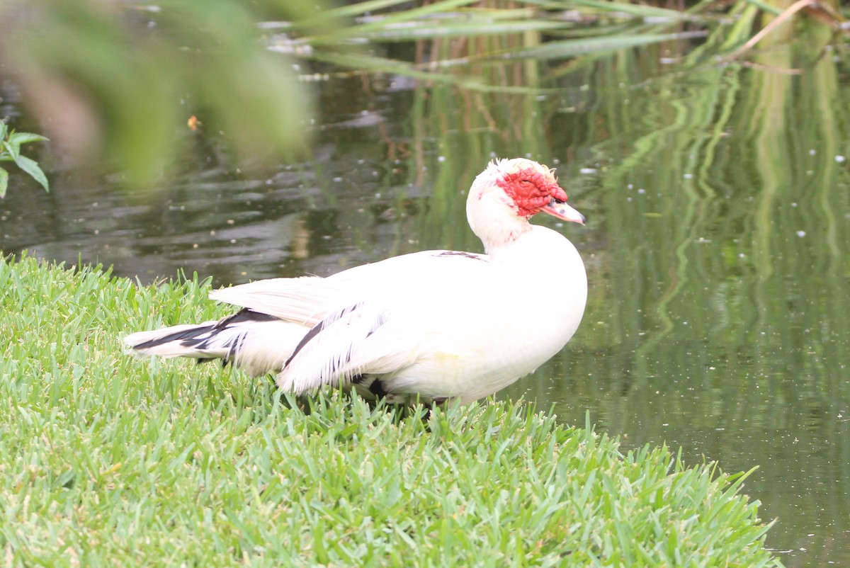 Muscovy Duck (Domestic type) - ML617927291