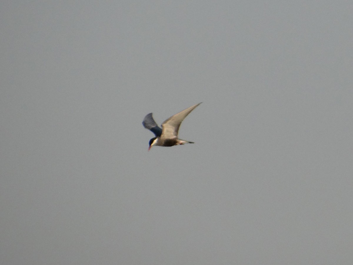 Whiskered Tern - Toby Holmes