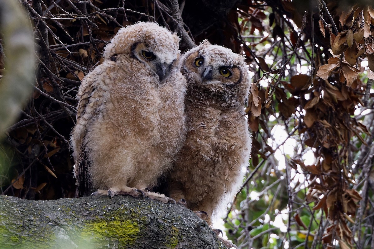 Great Horned Owl - ML617927312