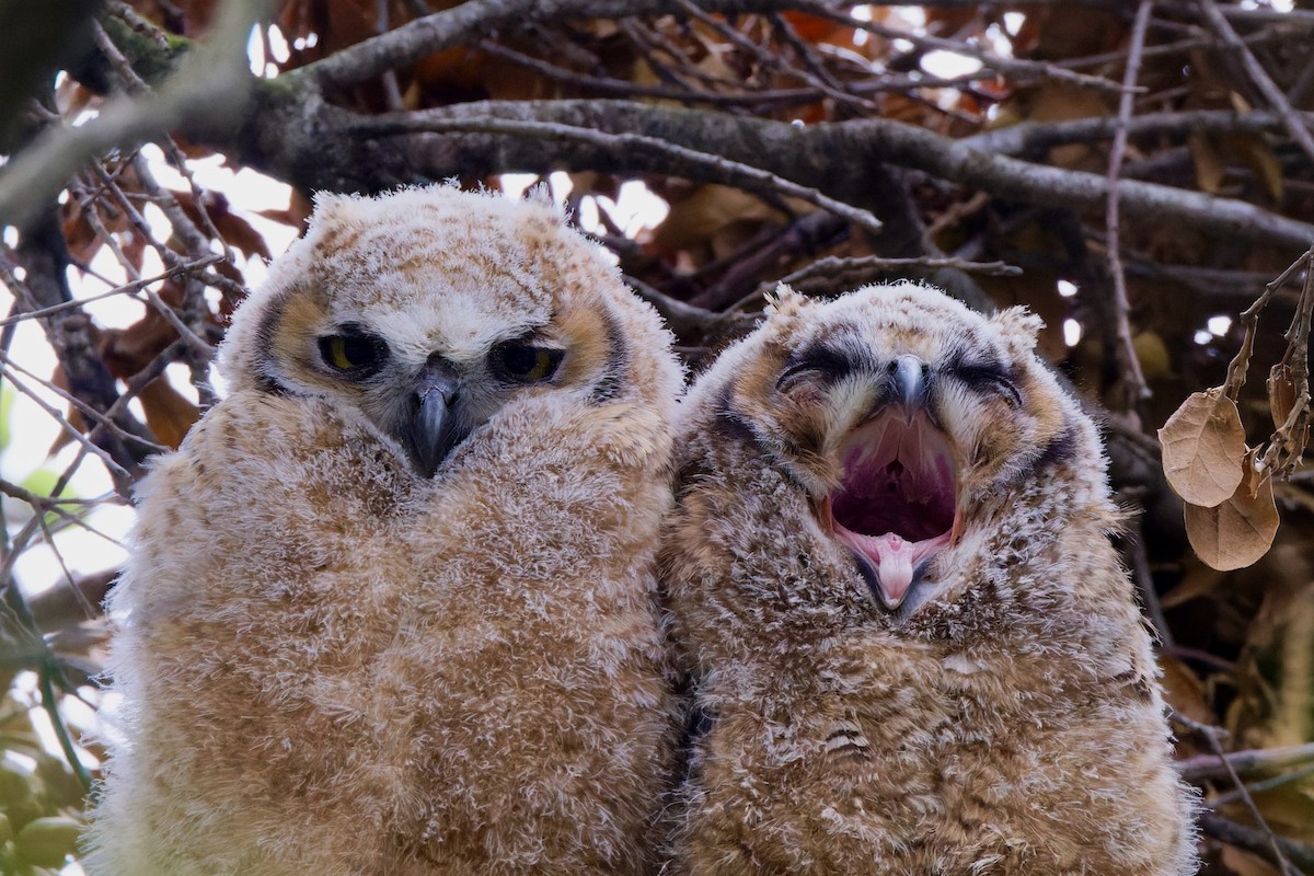 Great Horned Owl - ML617927316