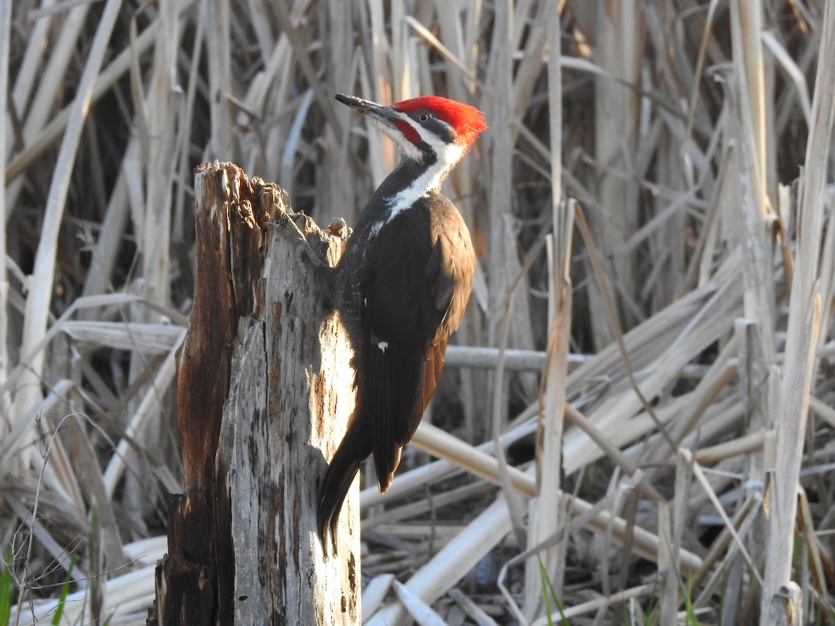 Pileated Woodpecker - ML617927317