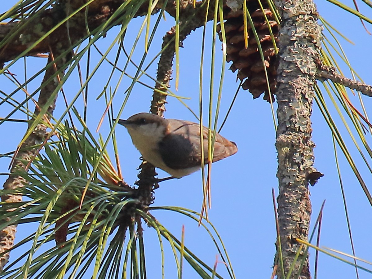 Brown-headed Nuthatch - ML617927318