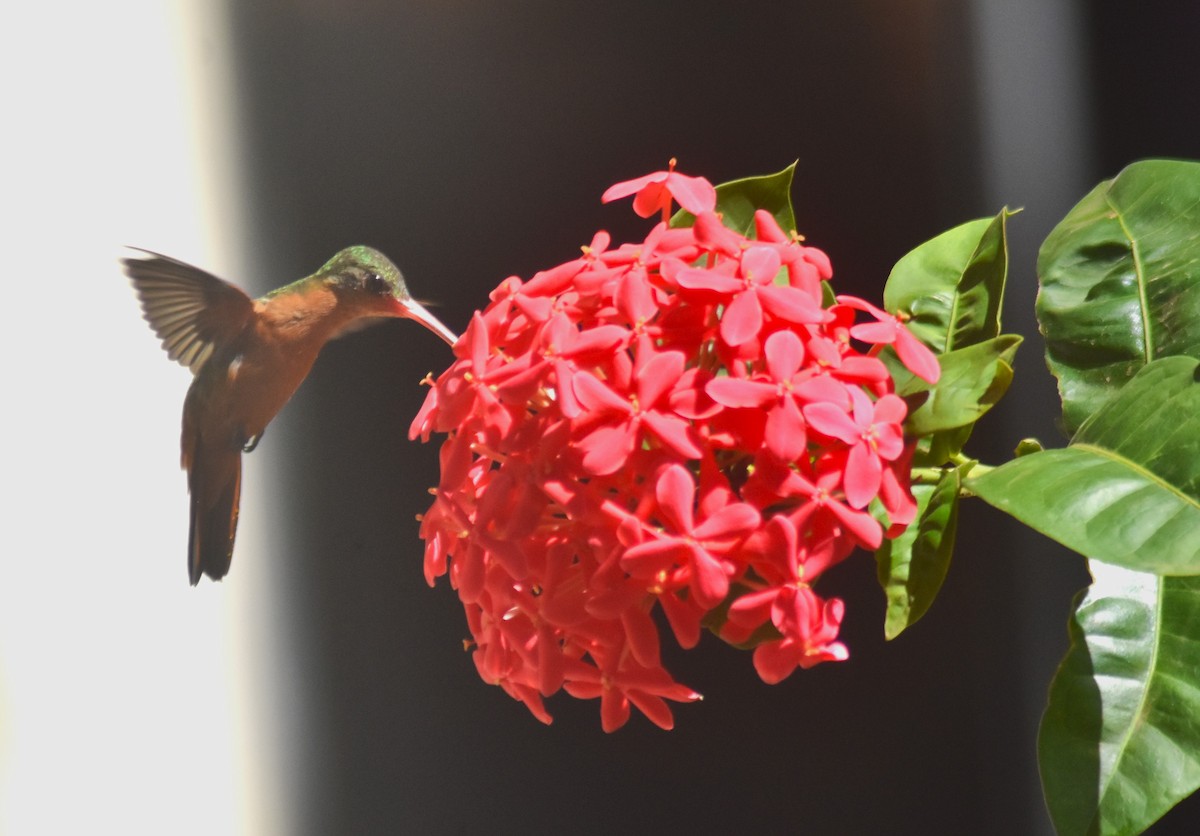 Cinnamon Hummingbird - Rodolfo Dodero
