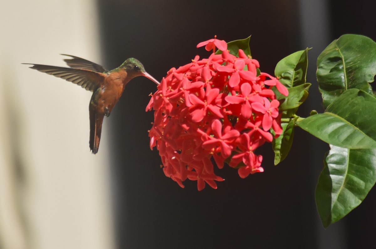 Cinnamon Hummingbird - Rodolfo Dodero