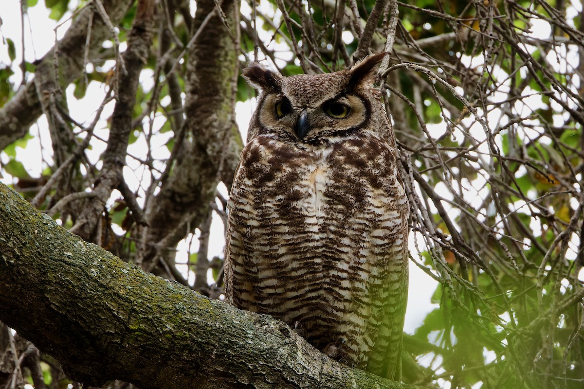 Great Horned Owl - ML617927328