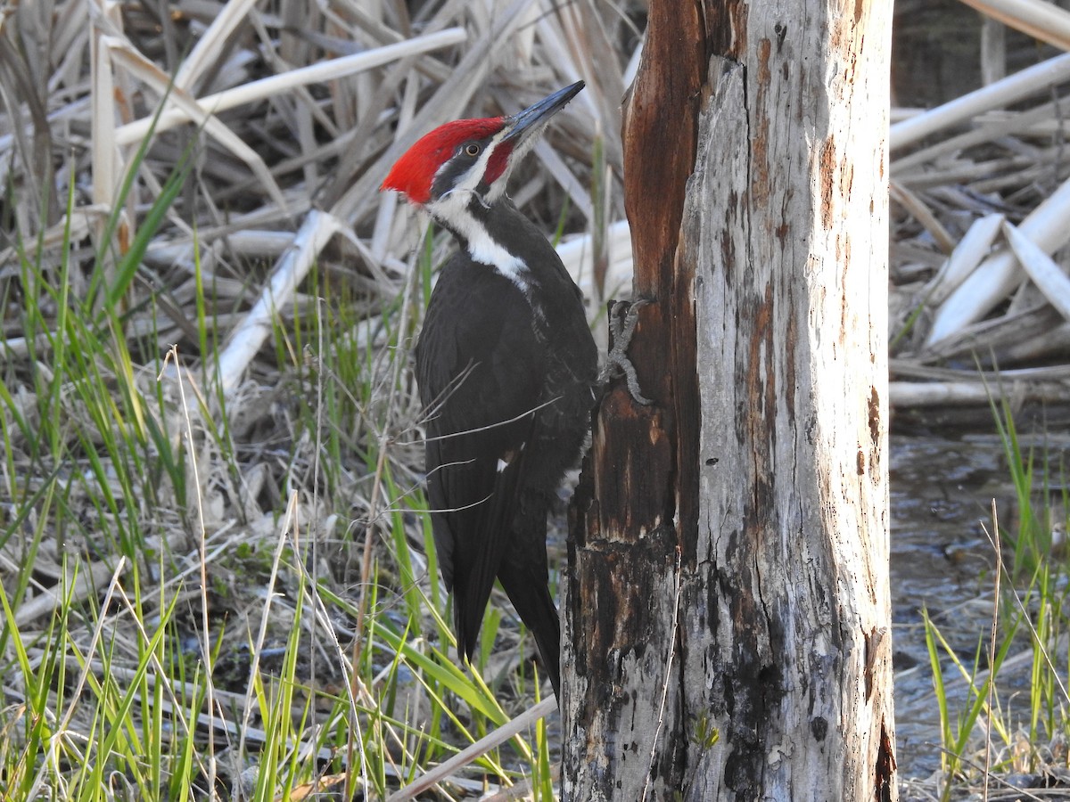 Pileated Woodpecker - ML617927330