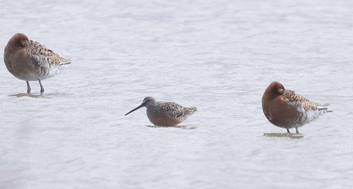Long-billed Dowitcher - ML617927332