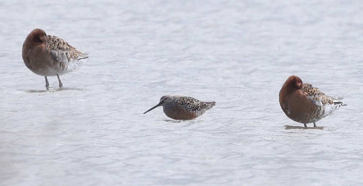 Long-billed Dowitcher - ML617927333
