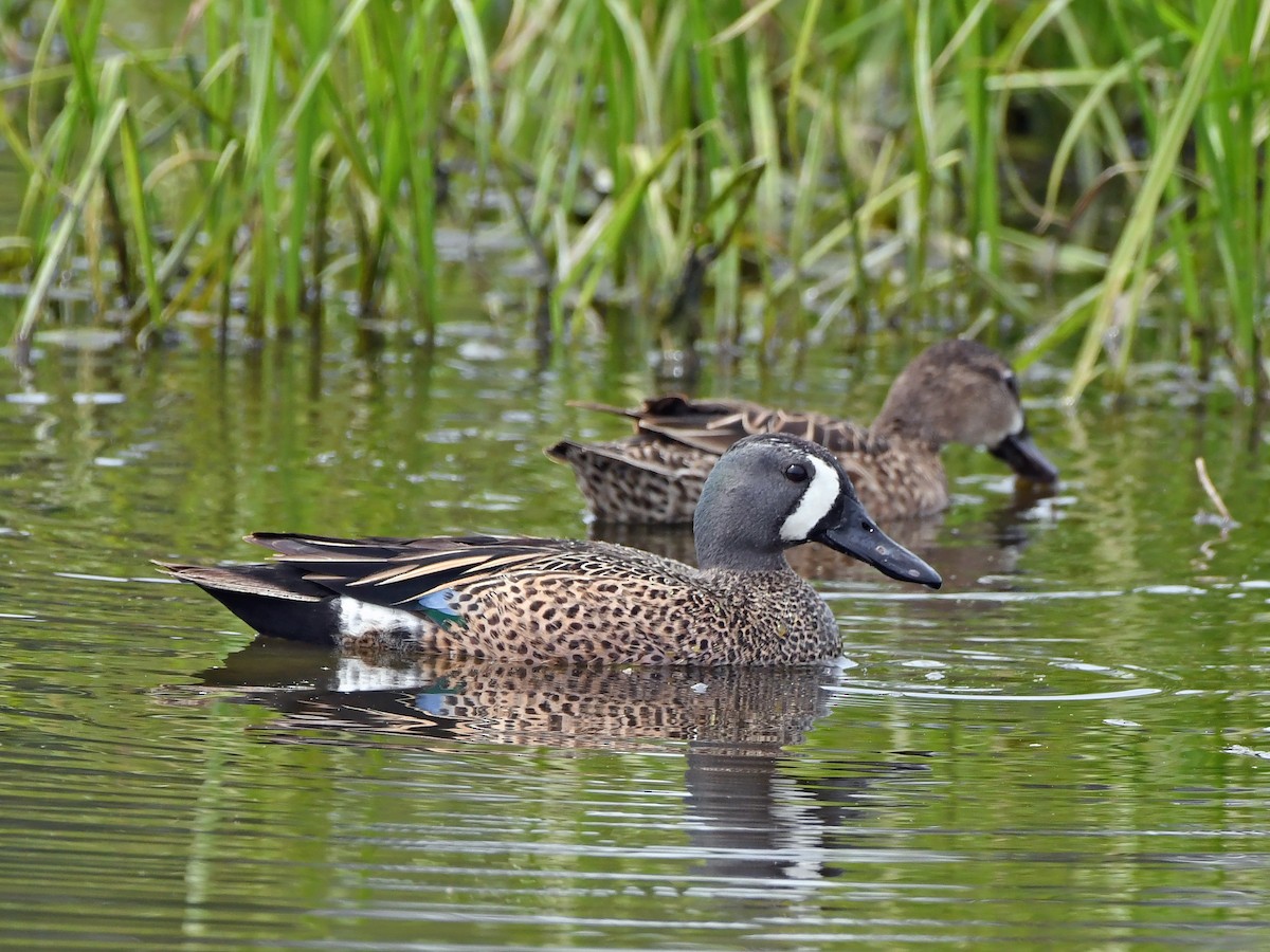 Blue-winged Teal - ML617927342