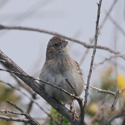 Cassin's Sparrow - ML617927358