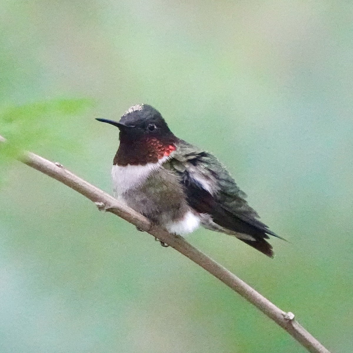 Ruby-throated Hummingbird - Jordan Gunn