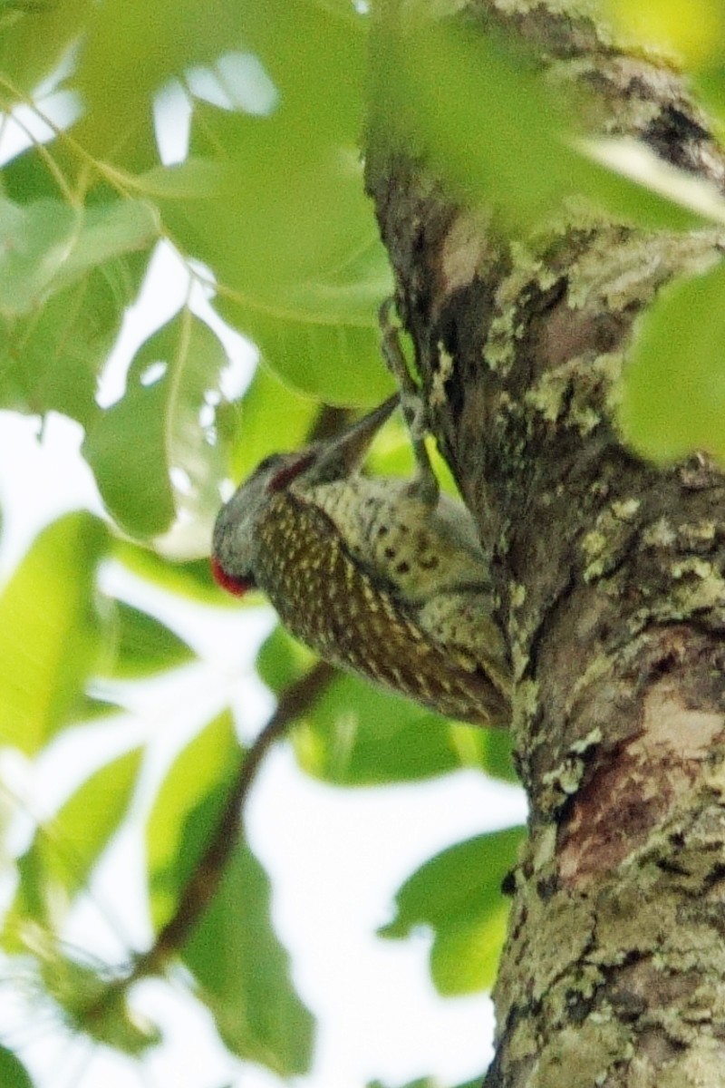 Golden-tailed Woodpecker - ML617927389