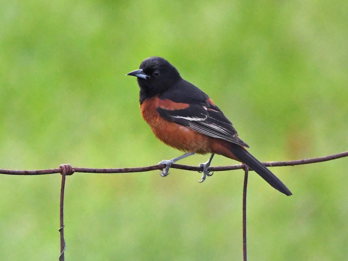 Orchard Oriole - ML617927441