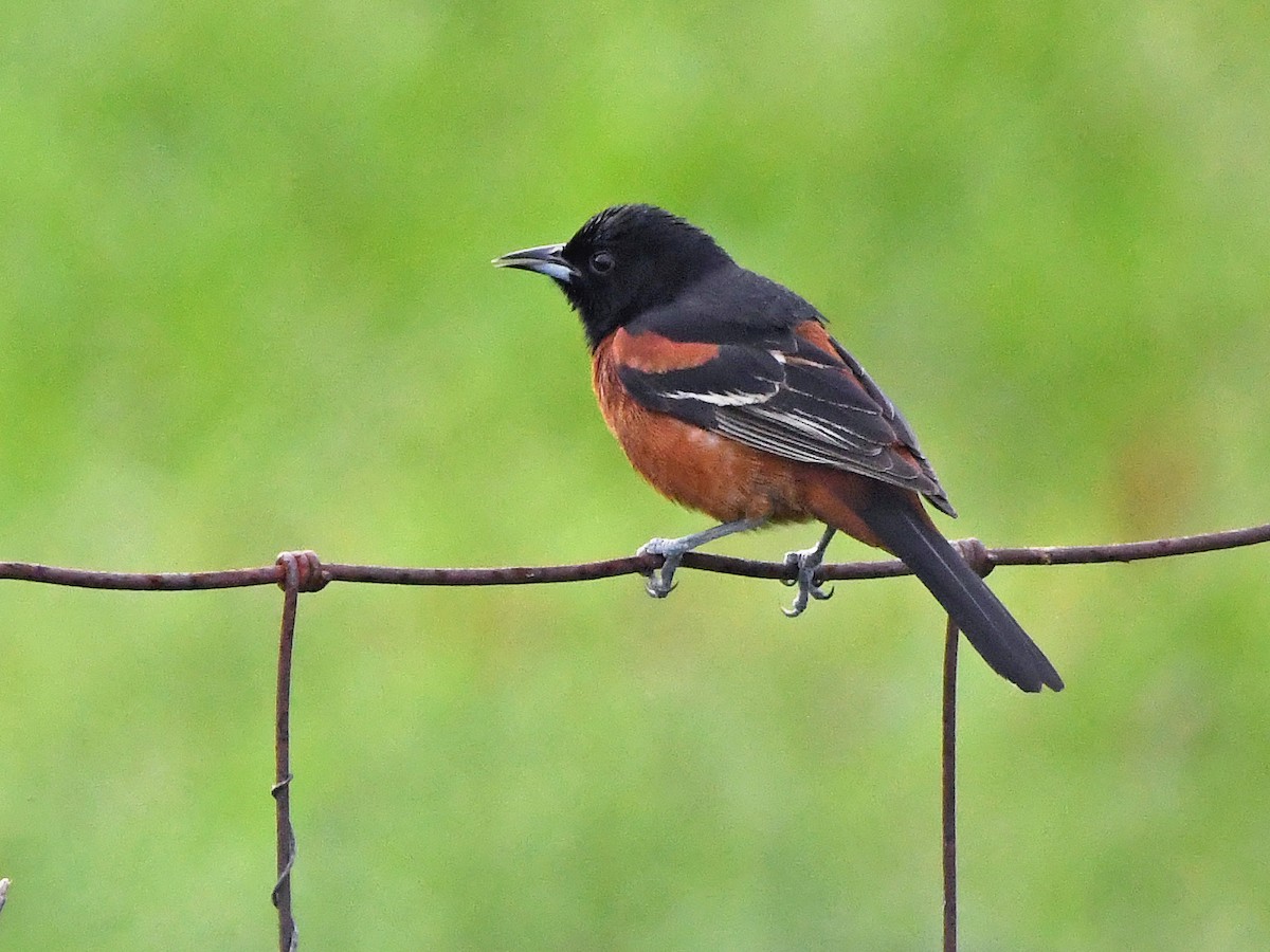 Orchard Oriole - ML617927442