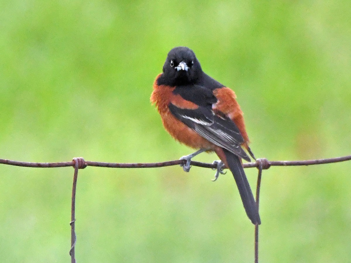 Orchard Oriole - ML617927443