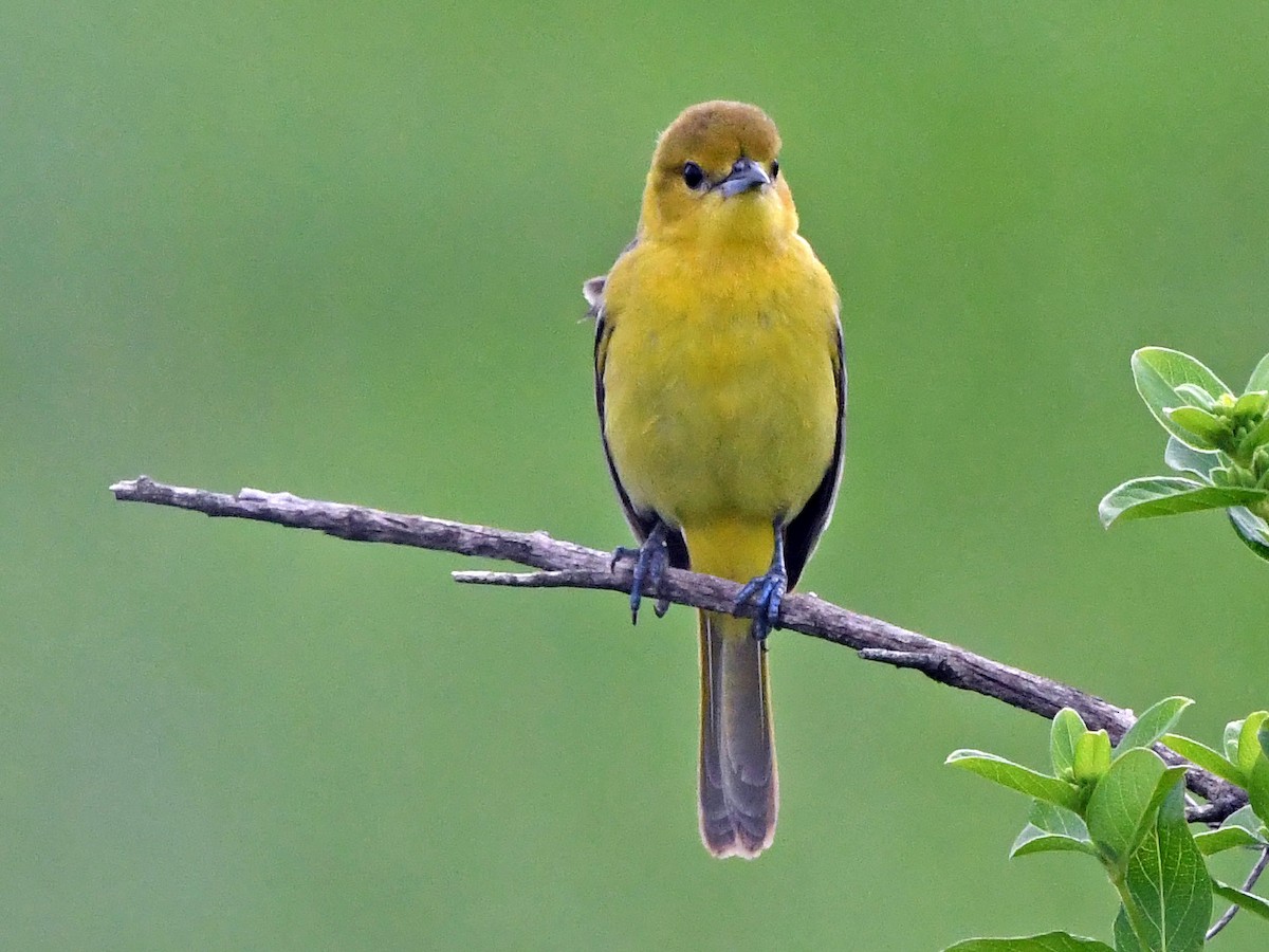 Orchard Oriole - ML617927444