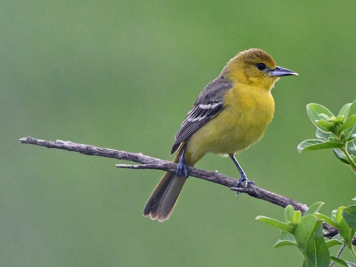 Orchard Oriole - ML617927445