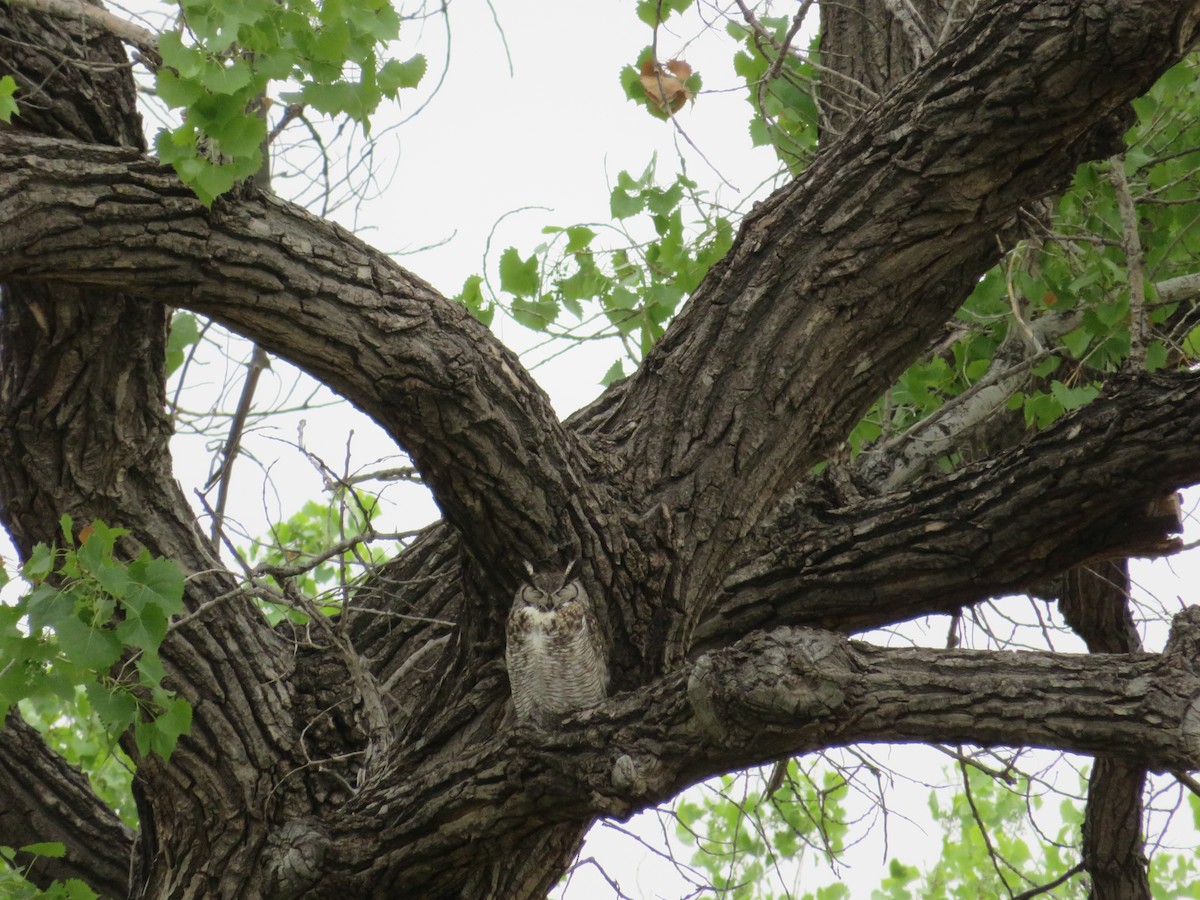 Great Horned Owl - ML617927446