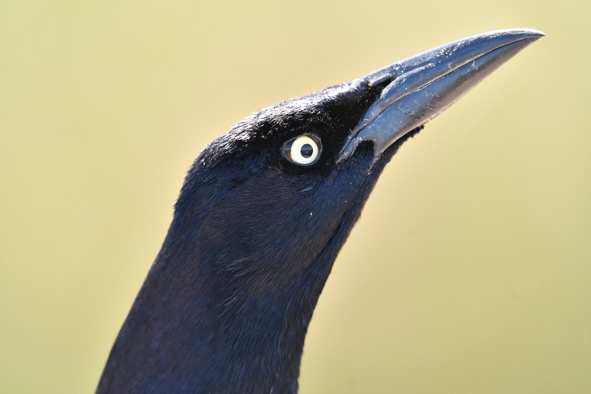 Great-tailed Grackle - ML617927487