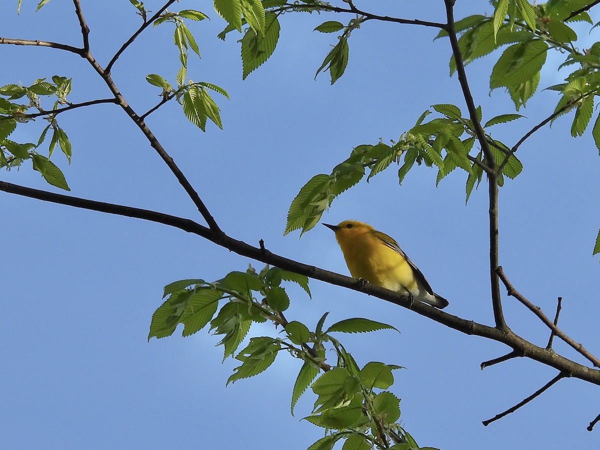 Prothonotary Warbler - ML617927491