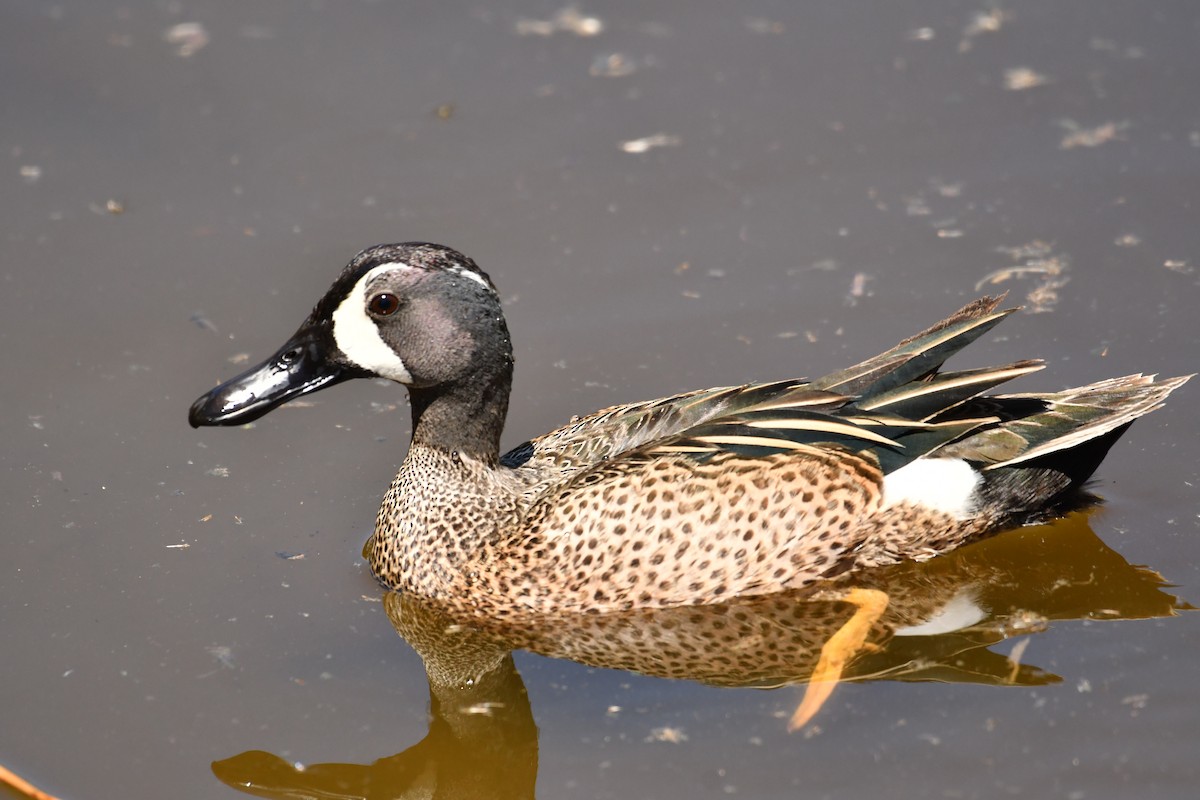 Blue-winged Teal - ML617927495