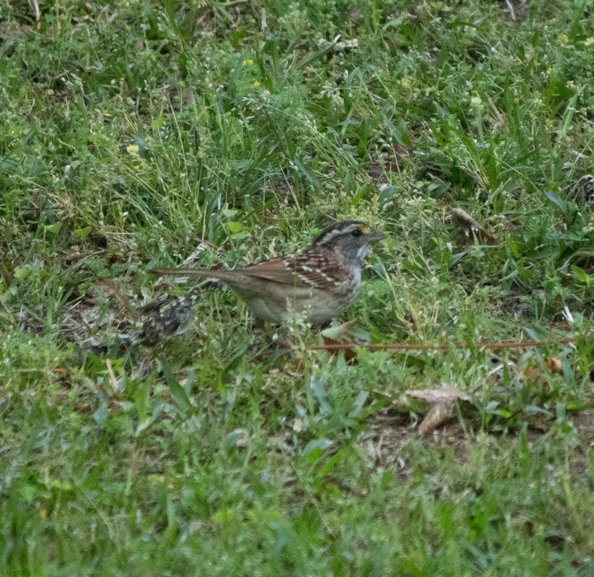 White-throated Sparrow - ML617927497