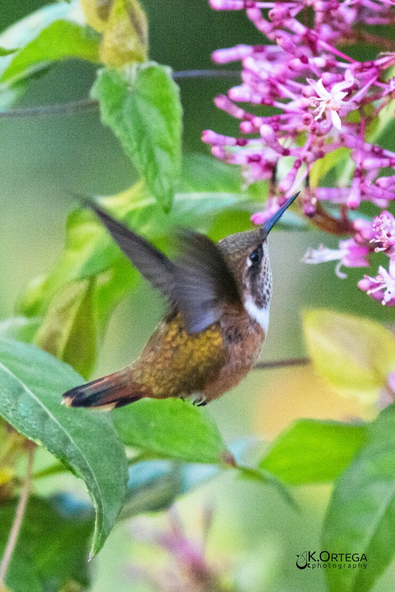 Scintillant Hummingbird - ML617927532