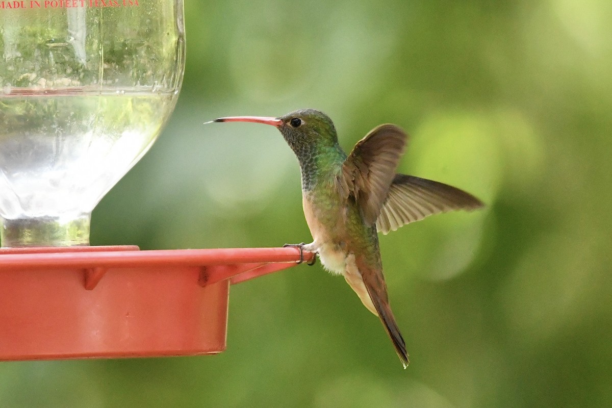 Buff-bellied Hummingbird - Rachel  Adler