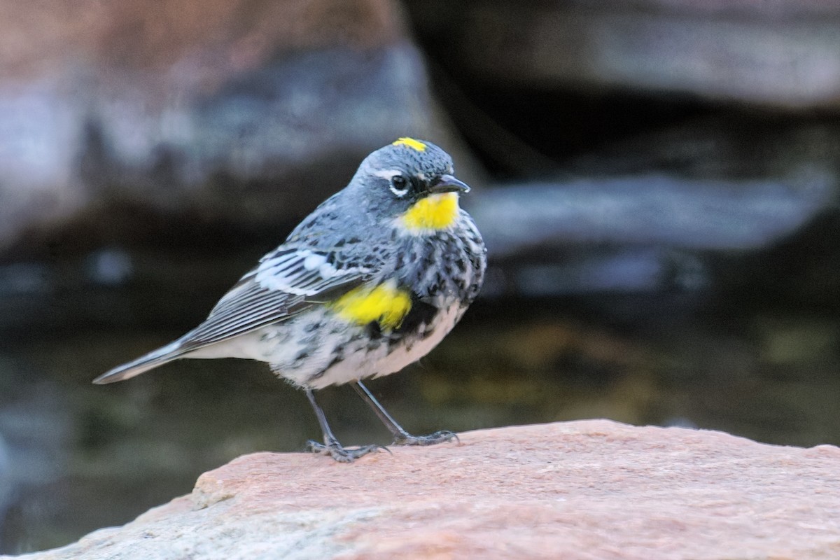 Yellow-rumped Warbler (Audubon's) - ML617927609