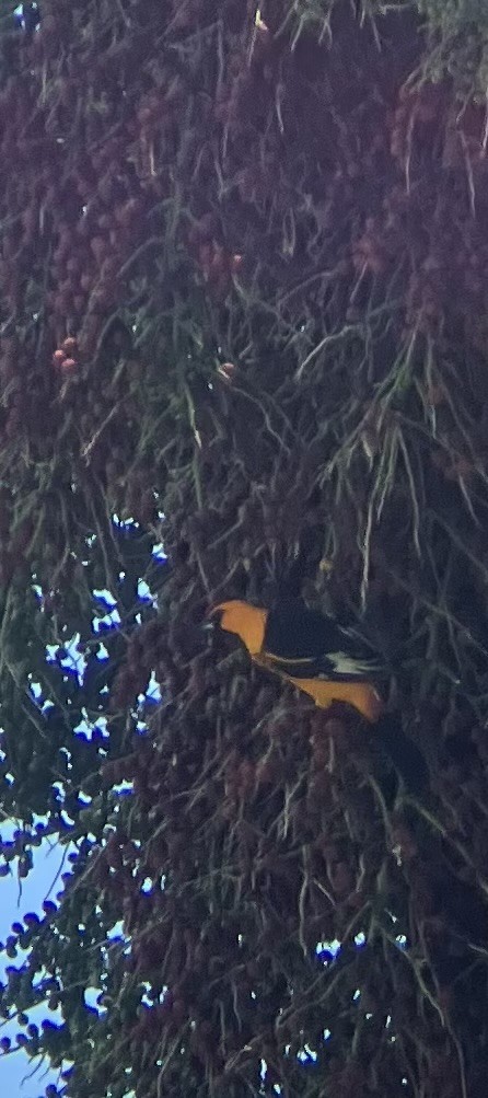 Spot-breasted Oriole - ML617927611