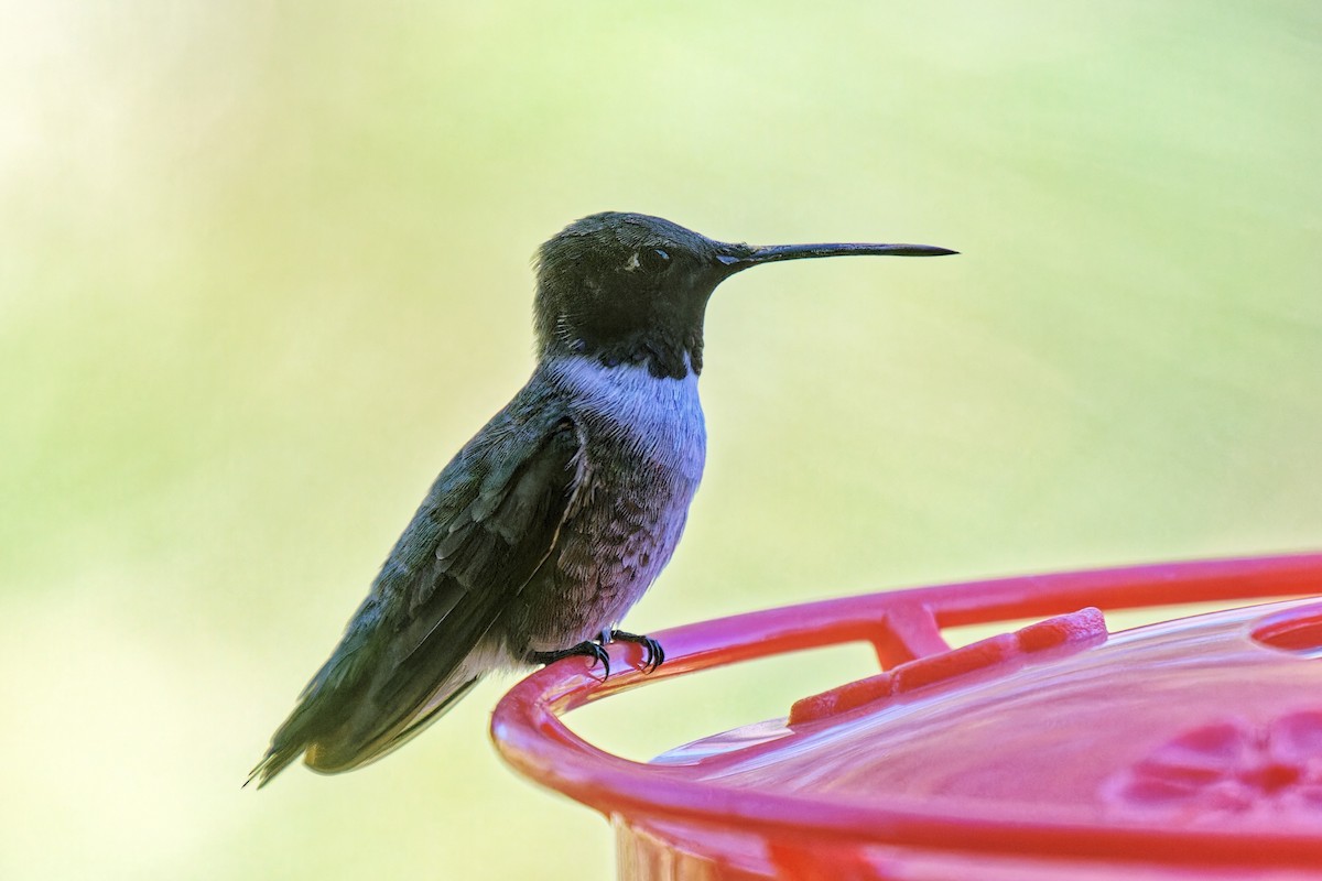 Black-chinned Hummingbird - ML617927620
