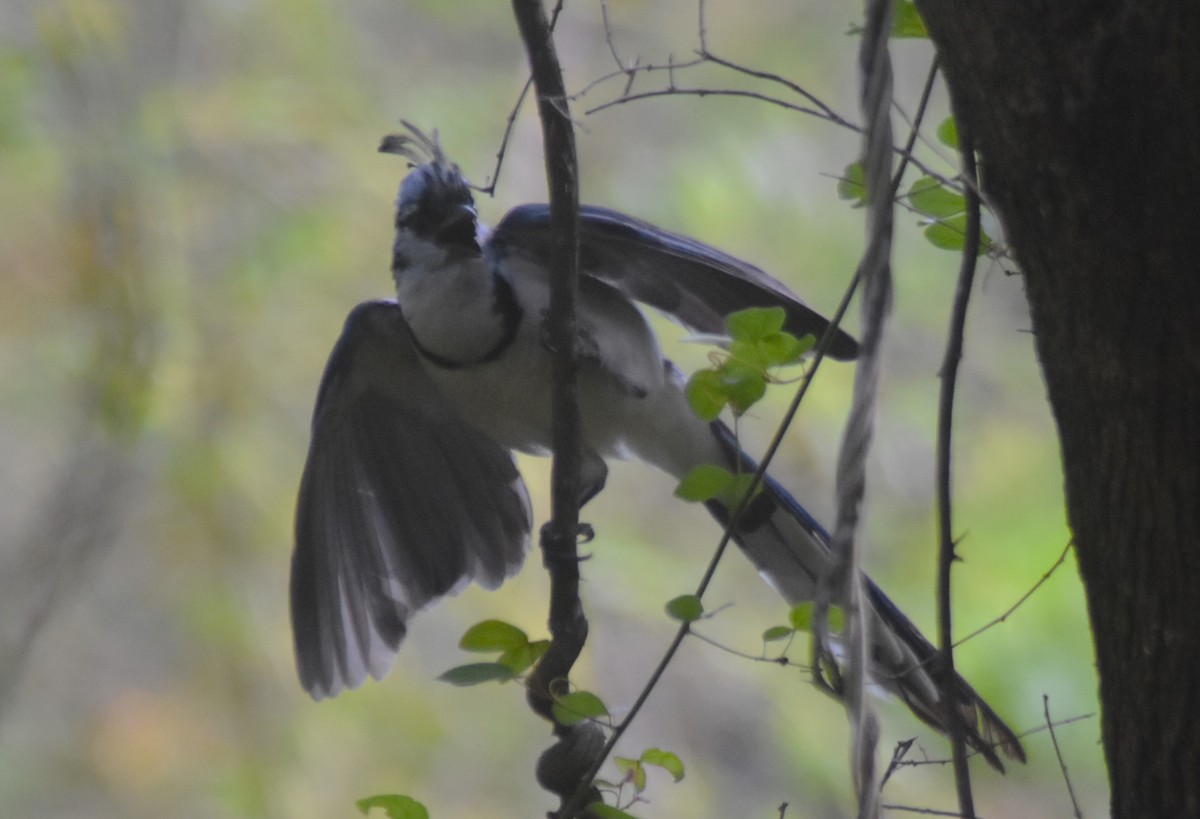 White-throated Magpie-Jay - Rodolfo Dodero