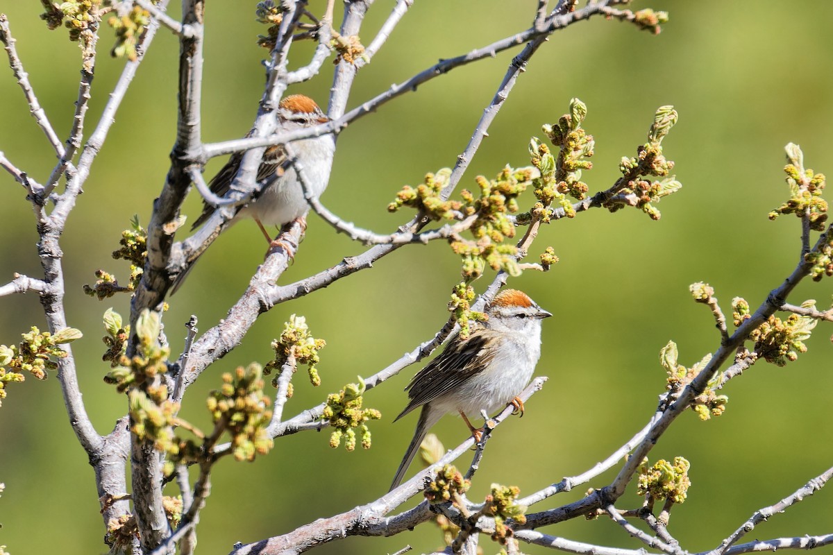 Chipping Sparrow - ML617927626