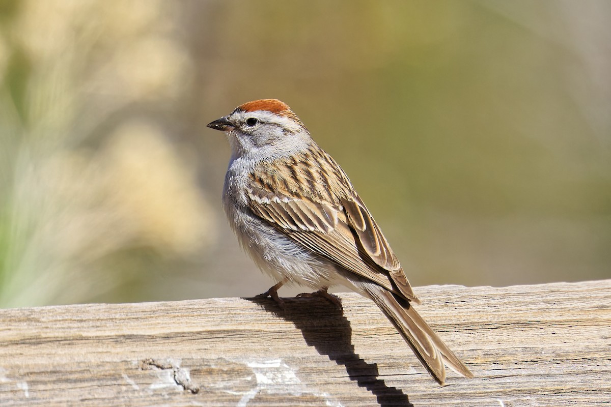 Chipping Sparrow - ML617927627