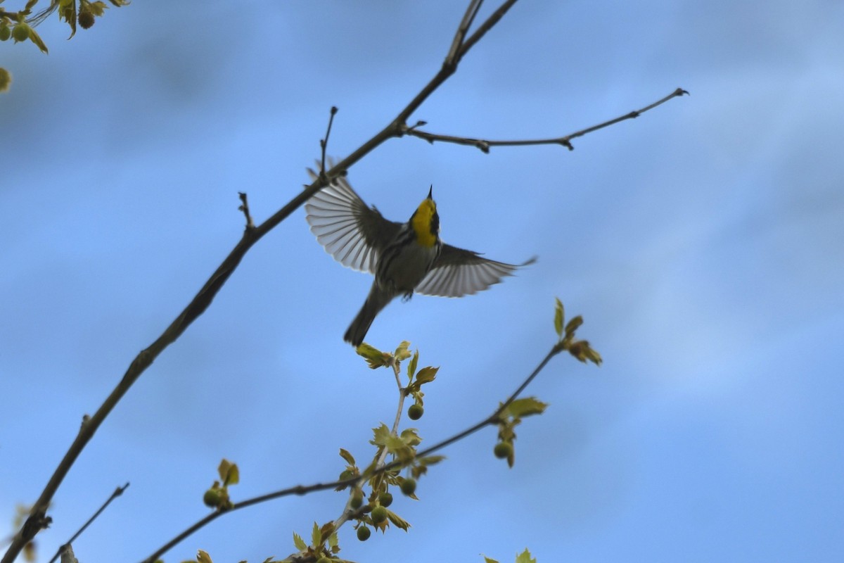 Yellow-throated Warbler - ML617927631